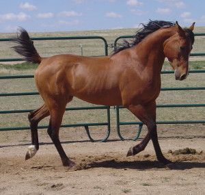 Alex5-08trot2 web.JPG